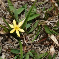 Curculigo orchioides Gaertn.